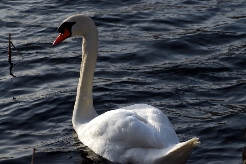 White swan on dark water