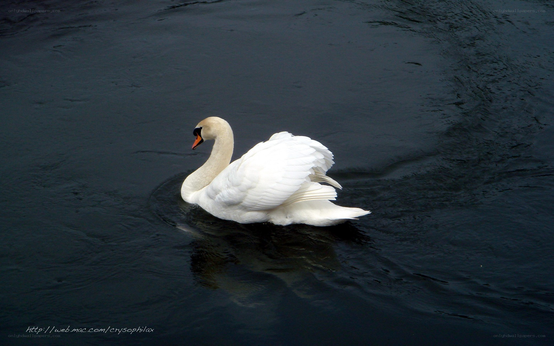White swan on dark water