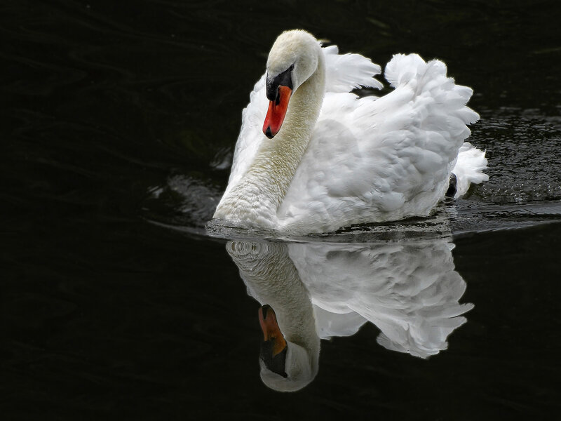 White swan on dark water