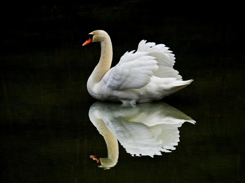 White swan on dark water