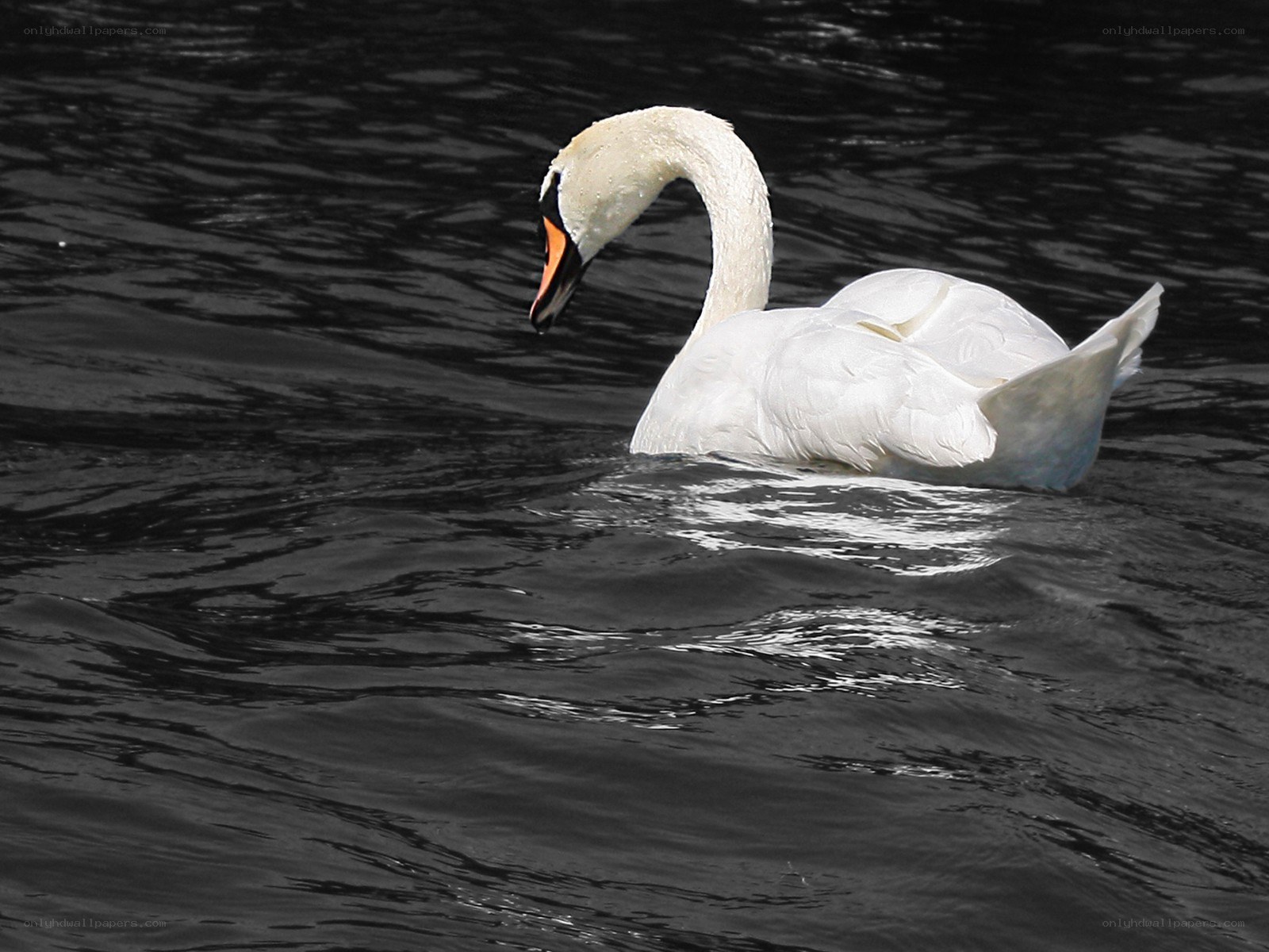 White swan on dark water