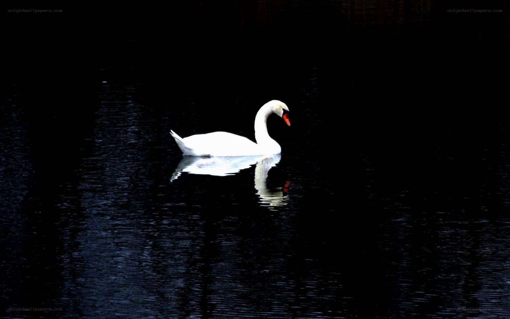 White swan on dark water
