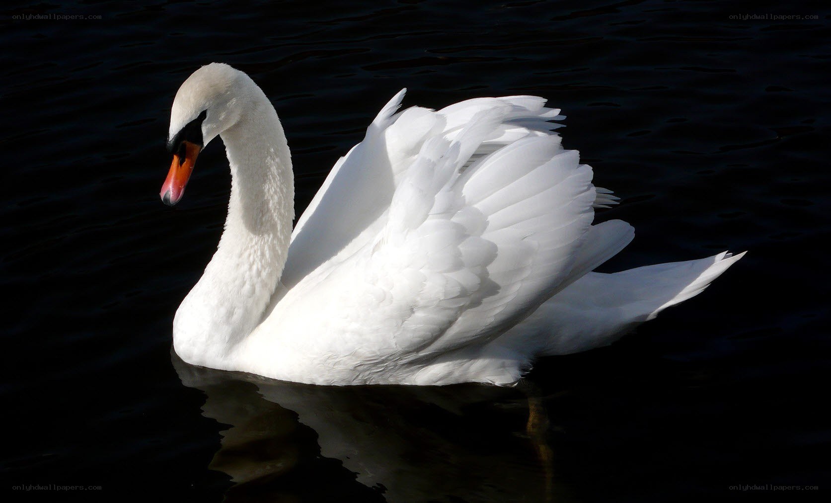 White swan on dark water