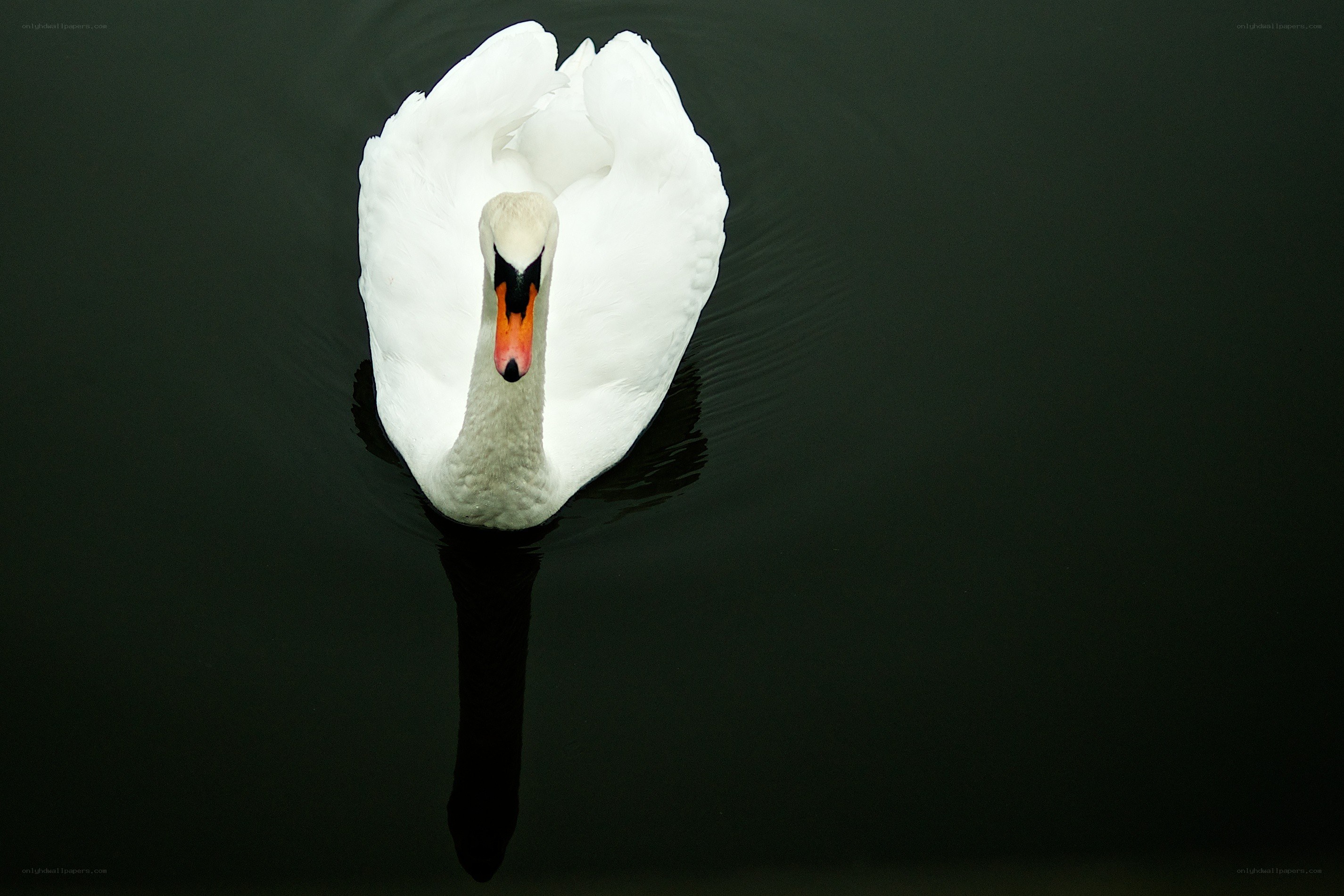 White swan on dark water