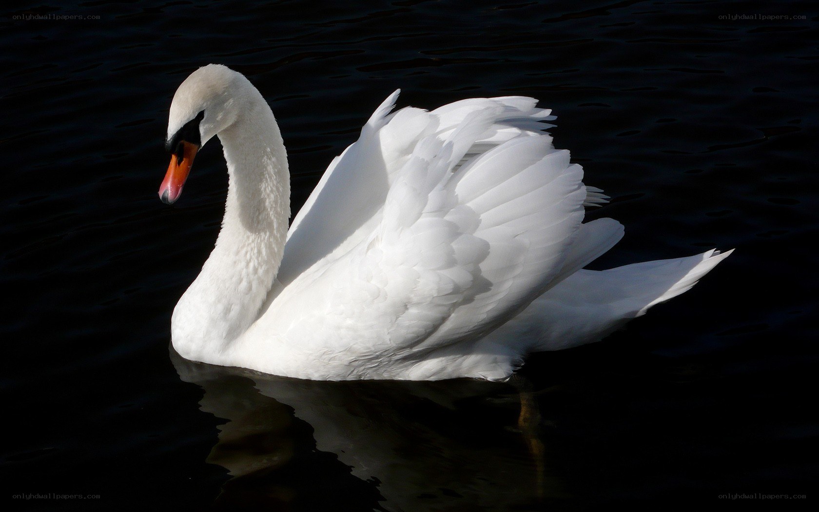 White swan on dark water