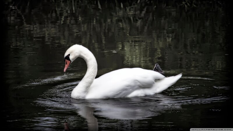 white swan on dark water