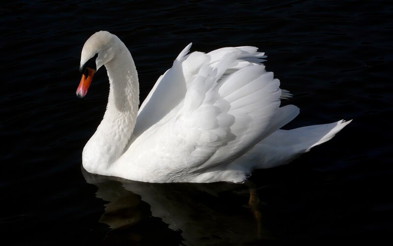 White swan on dark water