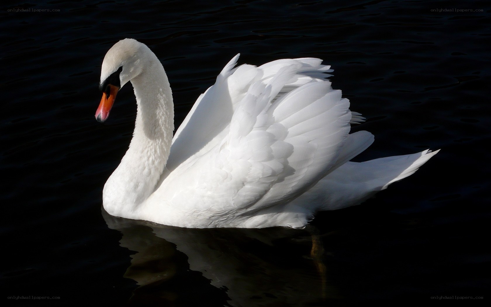 White swan on dark water