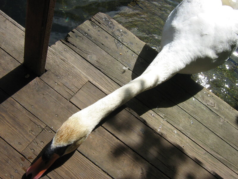 White Swan on Dock