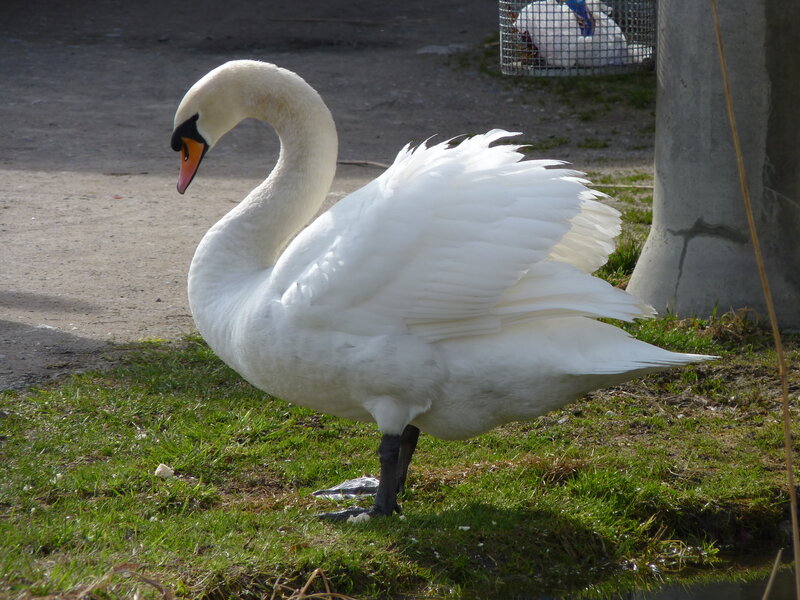 White swan on grass