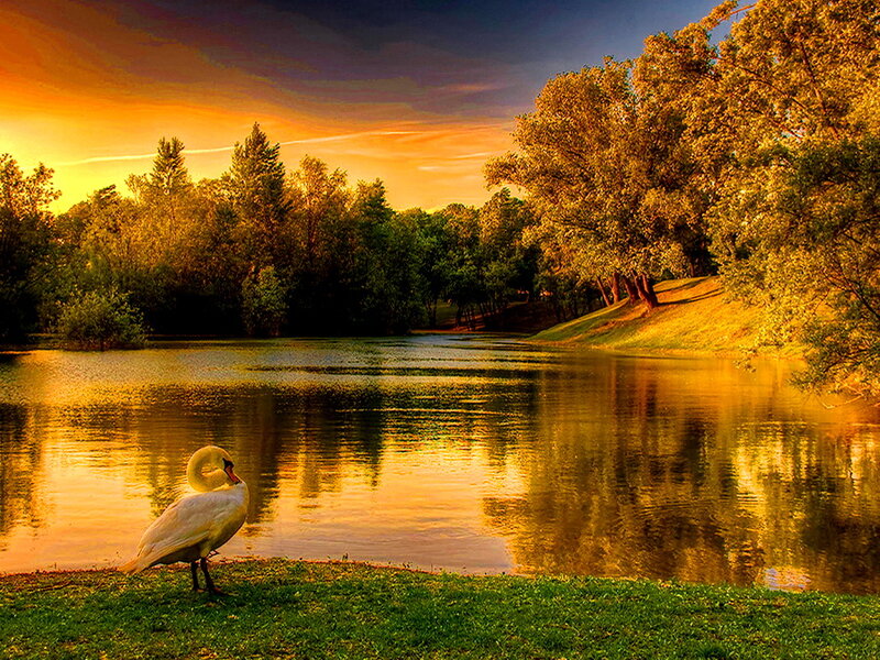 White Swan on Grass — Gold