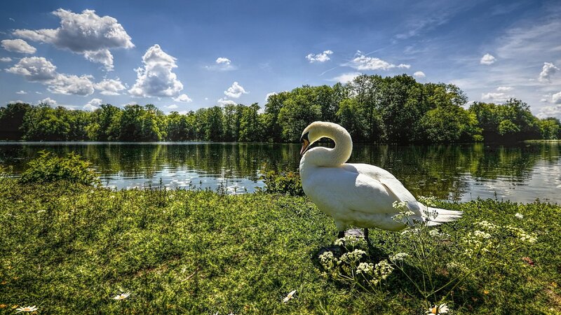 White Swan on Grass — Green