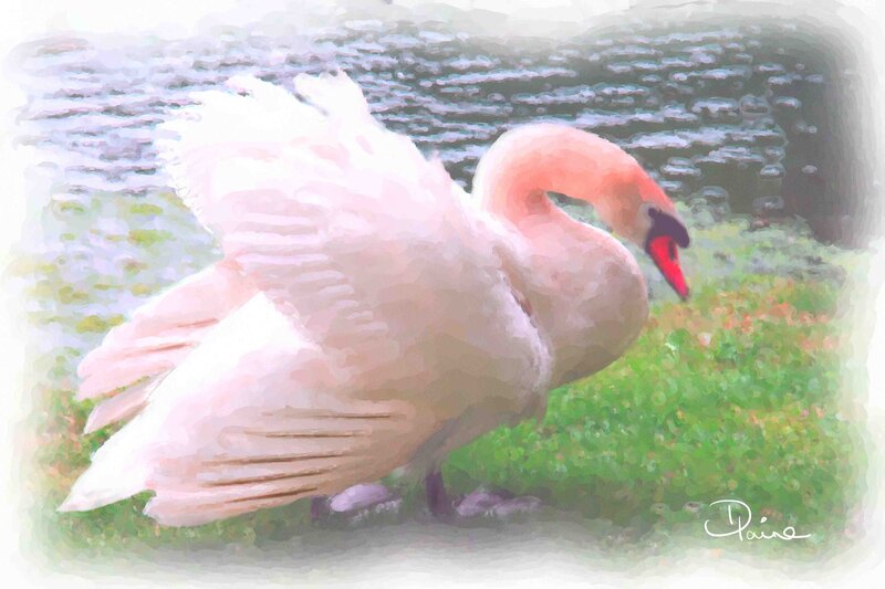 White Swan on Grass — Serene, Painting