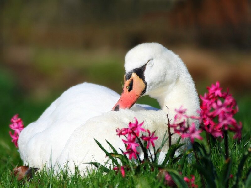 White Swan on Grass — Serene, Spring