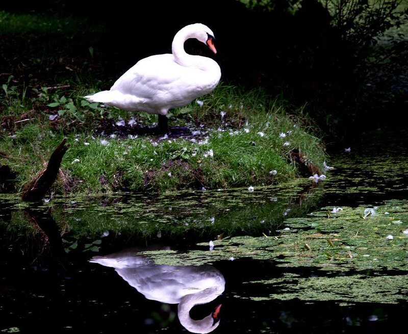 White Swan on Grass — Serene