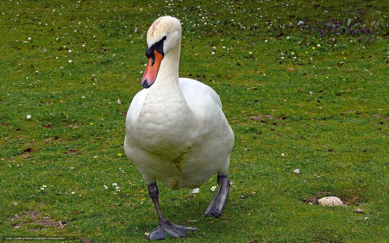 white swan on grass