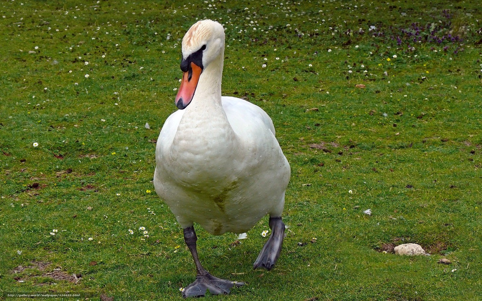white swan on grass