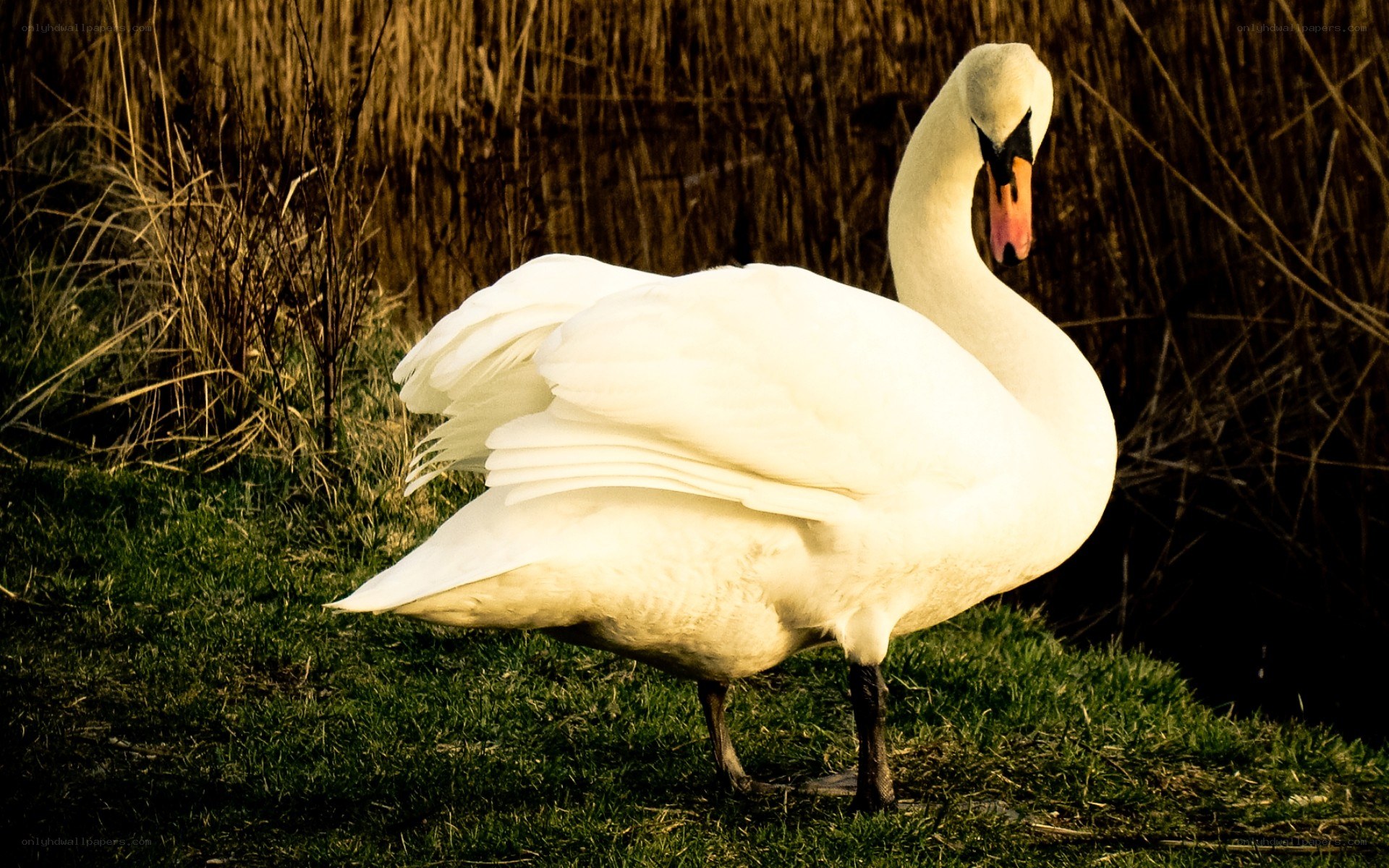 White swan on grassy bank