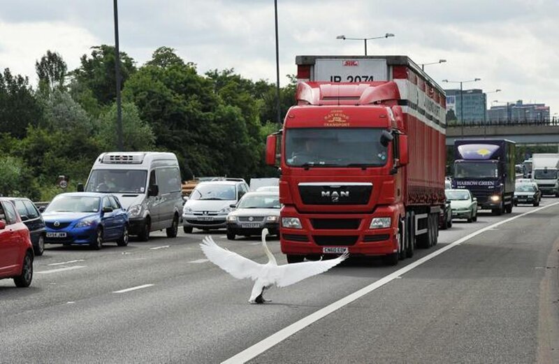 White Swan on Highway