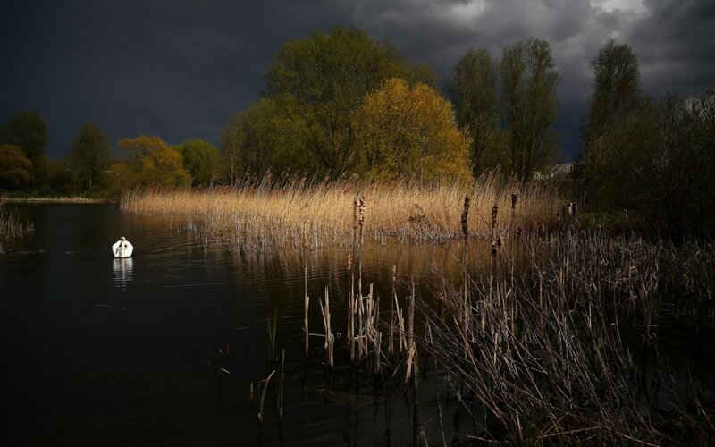 White Swan on Lake — Black