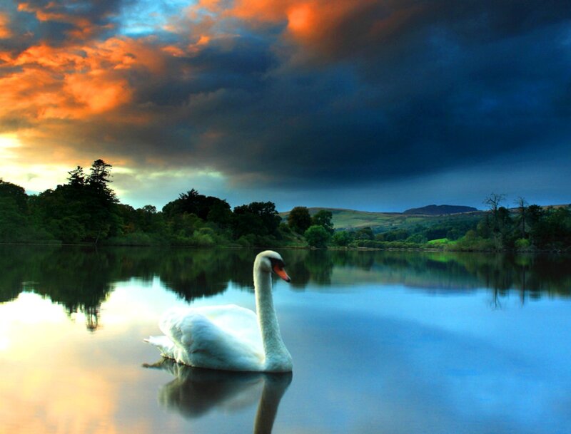 White Swan on Lake — Blue, Dramatic, Sunset