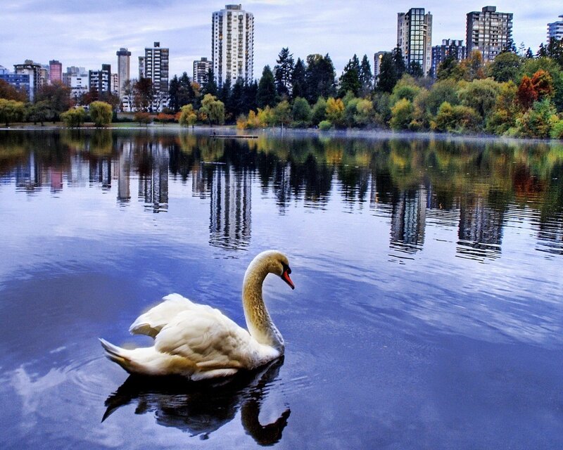 White Swan on Lake — Blue, Photograph