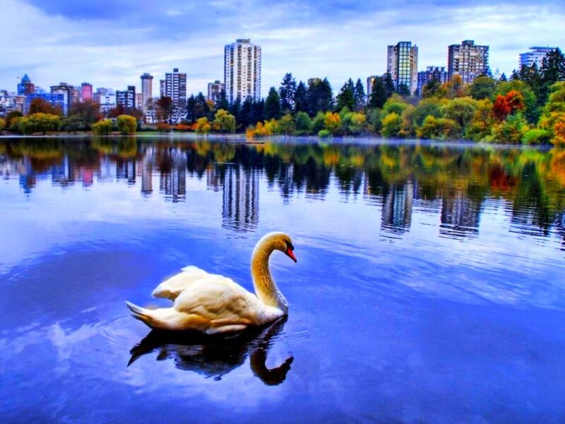White Swan on Lake — Blue, Reflection
