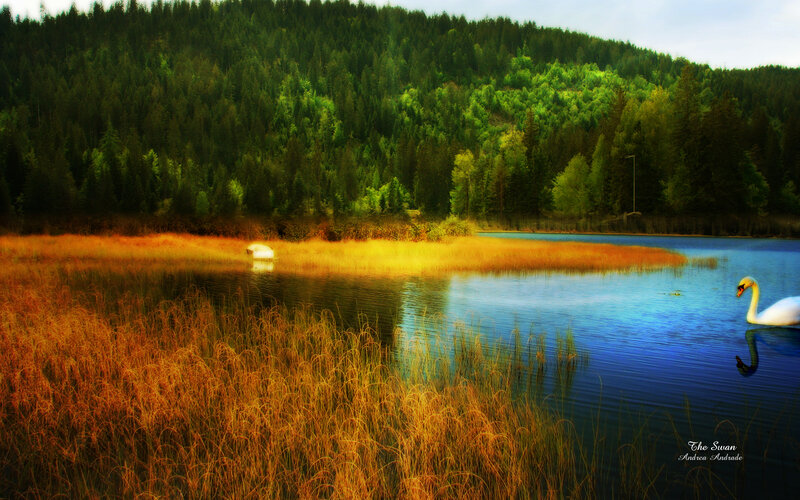 White Swan on Lake — Blue, Serene, Afternoon, Photograph, Forest