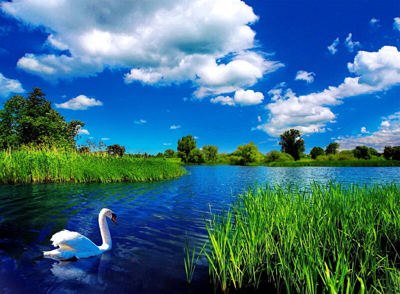 White Swan on Lake — Blue, Serene, Afternoon, Photograph, Grass