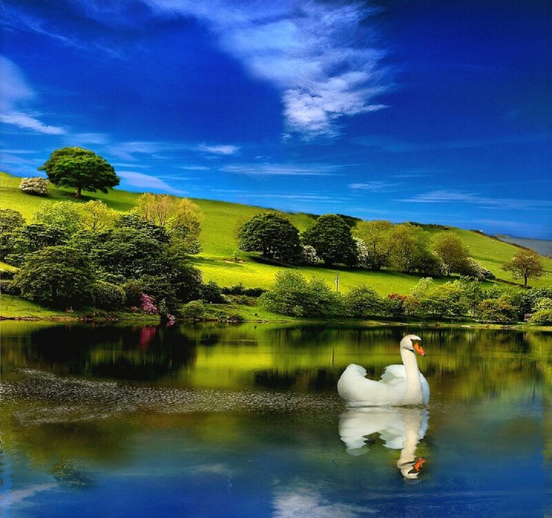 White Swan on Lake — Blue, Serene, Afternoon, Photograph, Hills