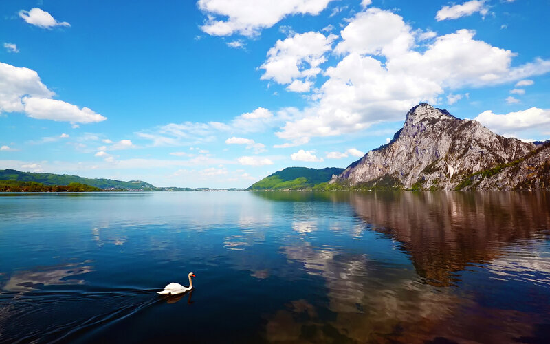 White Swan on Lake — Blue, Serene, Afternoon, Photograph, Mountain