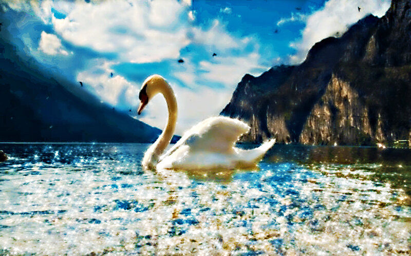 White Swan on Lake — Blue, Serene, Afternoon, Photograph, Mountains