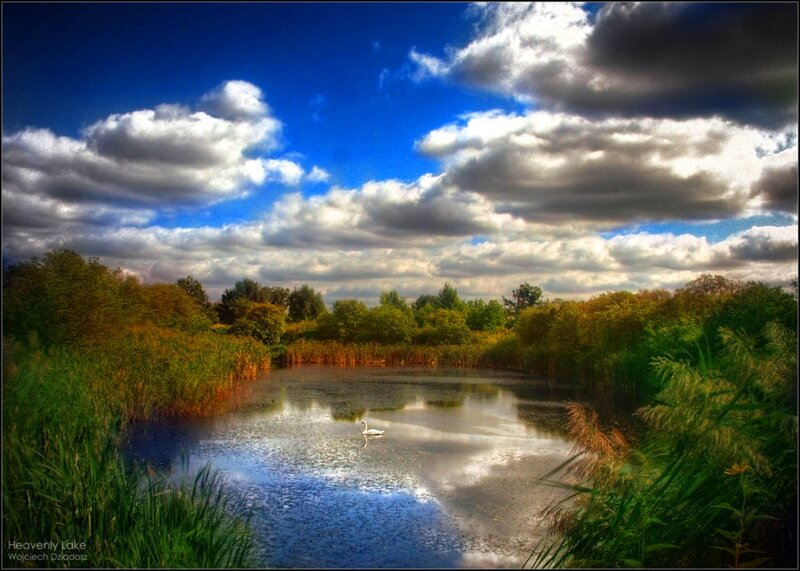 White Swan on Lake — Blue, Serene, Afternoon, Photograph, Trees, Clouds