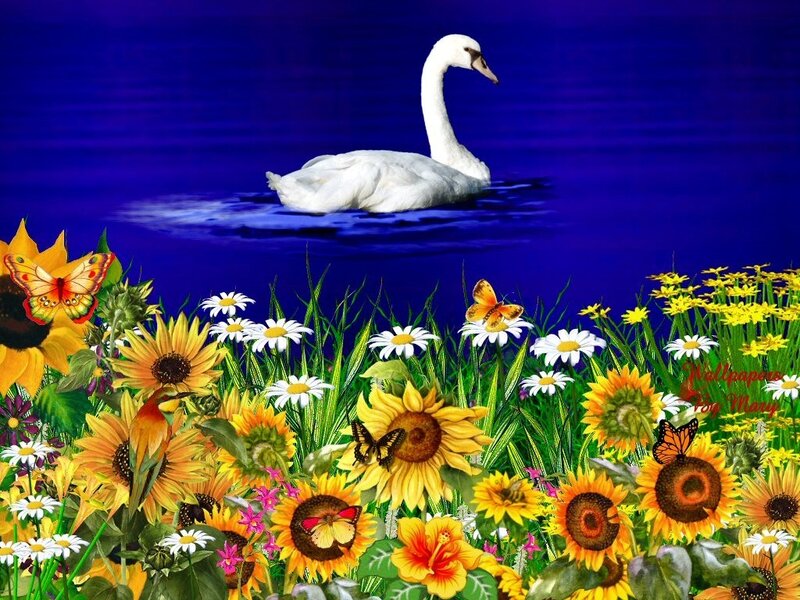 White Swan on Lake — Blue, Serene, Afternoon