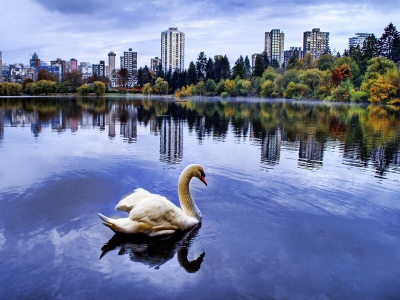 White Swan on Lake — Blue, Serene, Autumn