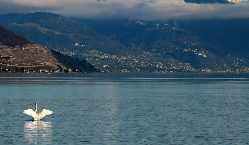 White Swan on Lake — Blue, Serene, Morning, Photograph, Mountains