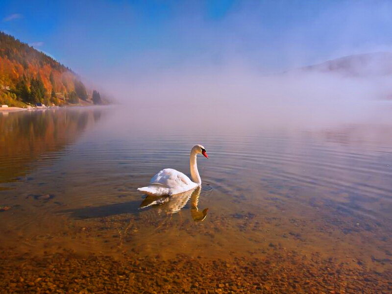 White Swan on Lake — Blue, Serene, Morning, Photograph