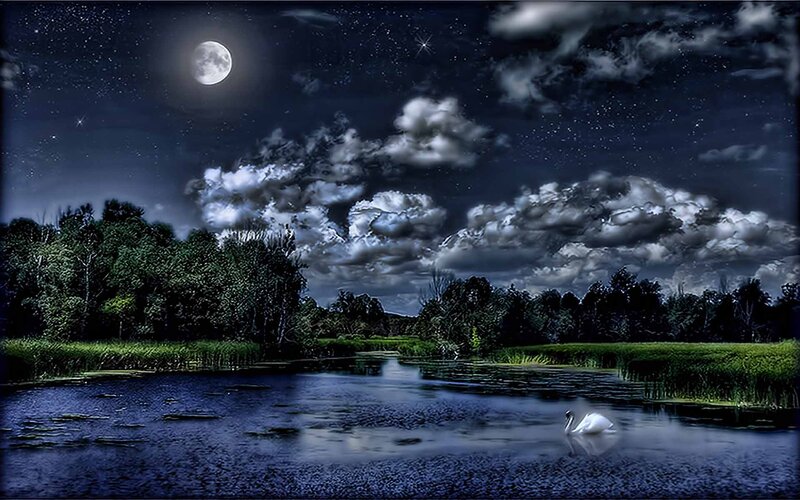White Swan on Lake — Blue, Serene, Night