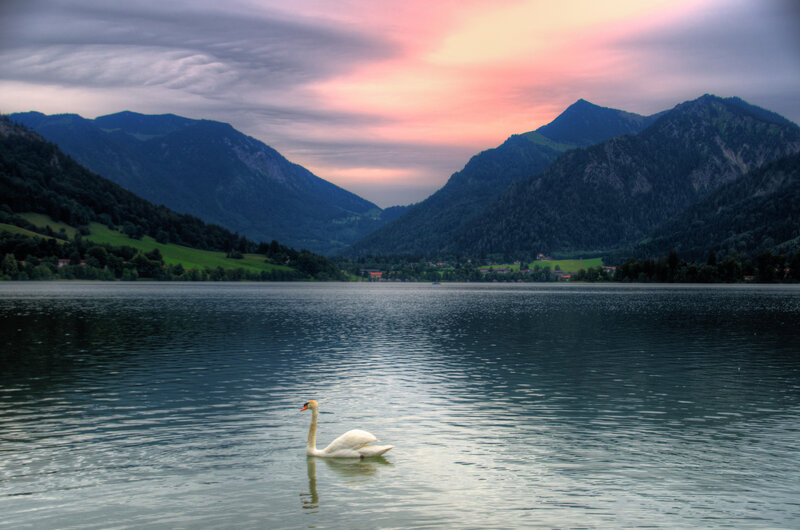 White Swan on Lake — Blue, Serene, Sunset, Photograph, Mountains