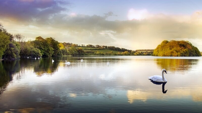 White Swan on Lake — Blue, Serene, Sunset, Photograph, Swans