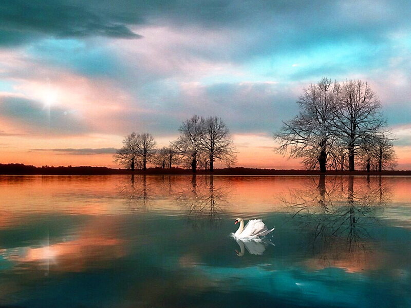 White Swan on Lake — Blue, Serene, Sunset