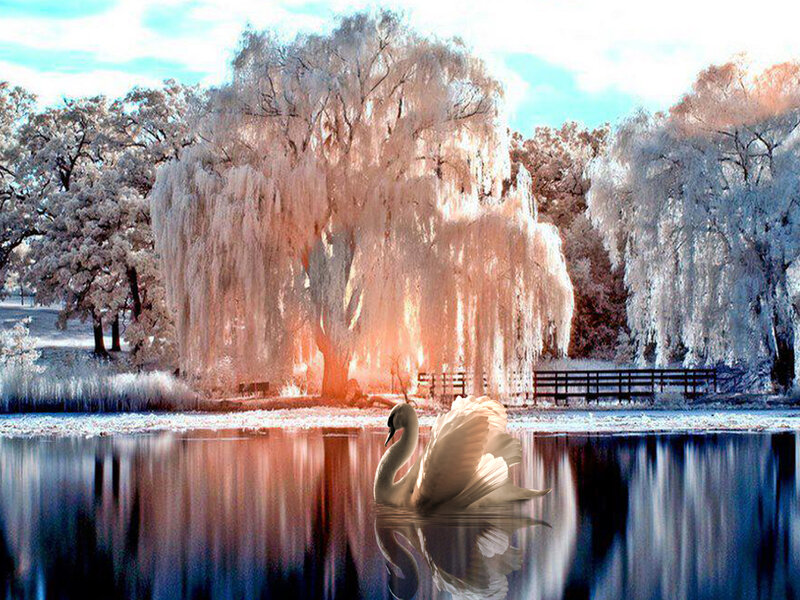 White Swan on Lake — Blue, Serene, Winter