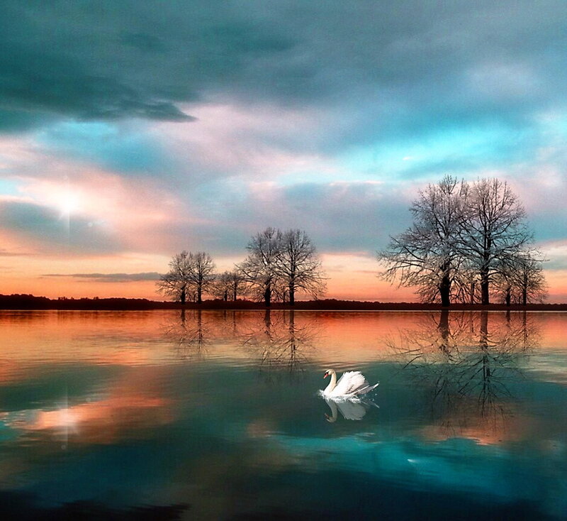 White Swan on Lake — Blue