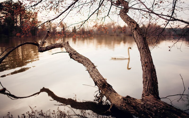 White Swan on Lake — Brown, Serene, Autumn