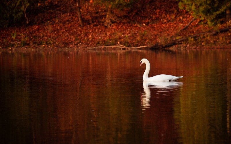 White Swan on Lake — Brown, Serene