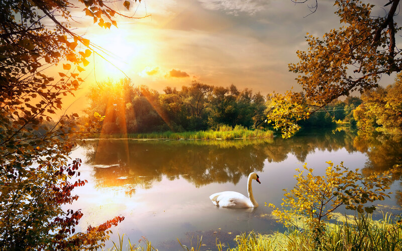 White Swan on Lake — Gold, Serene, Sunset