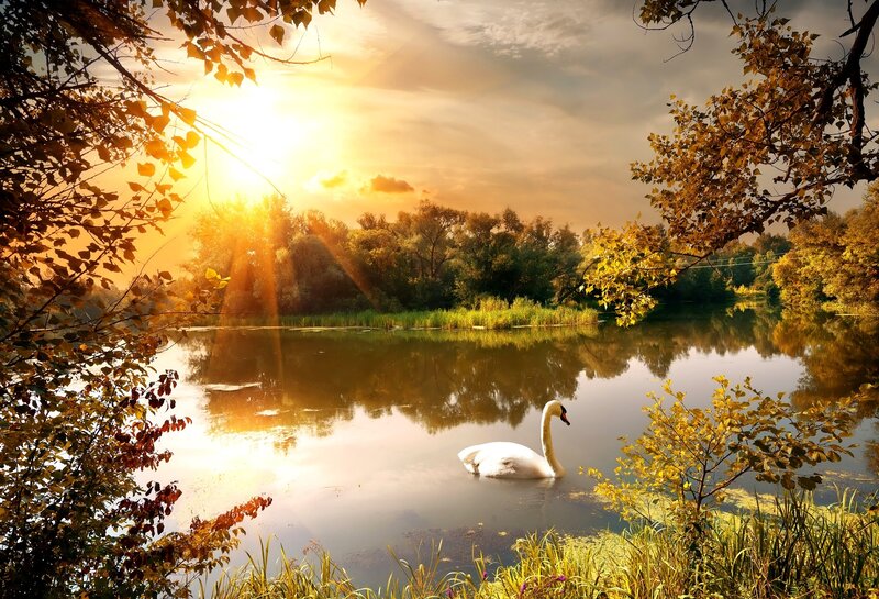 White Swan on Lake — Gold, Serene