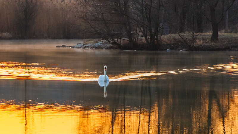 White Swan on Lake — Gold