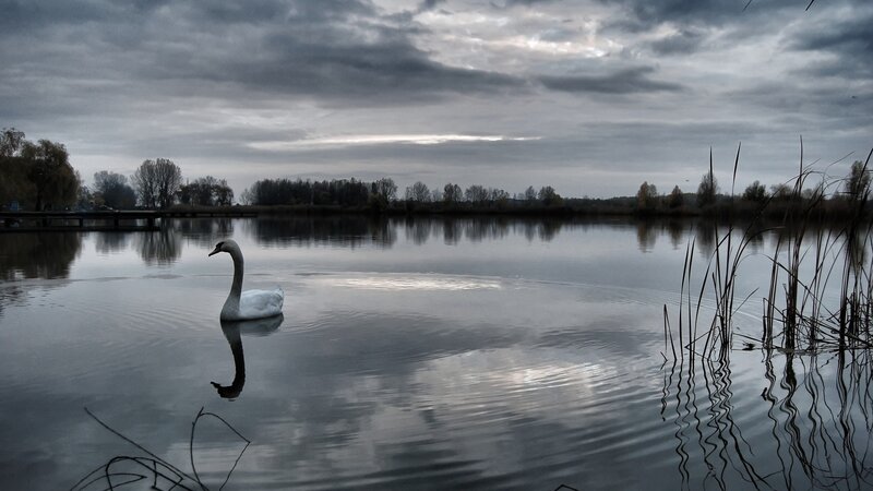 White Swan on Lake — Gray