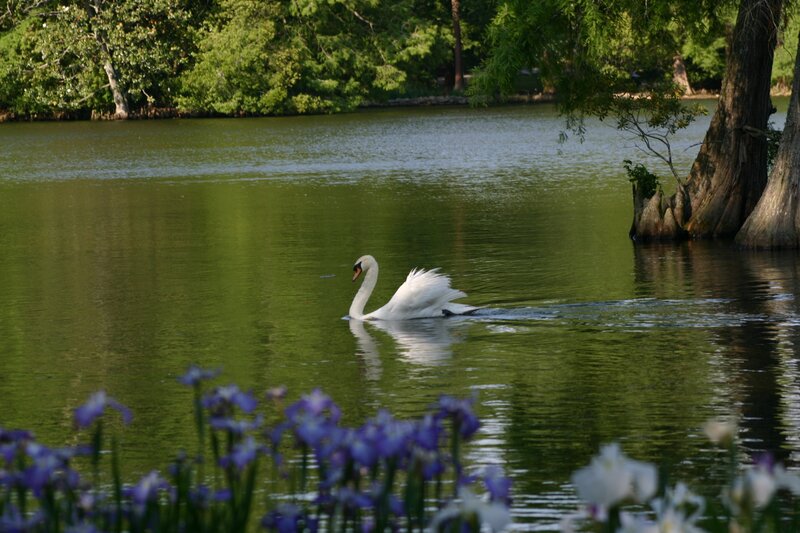 White Swan on Lake — Green, Serene, Afternoon, Photograph